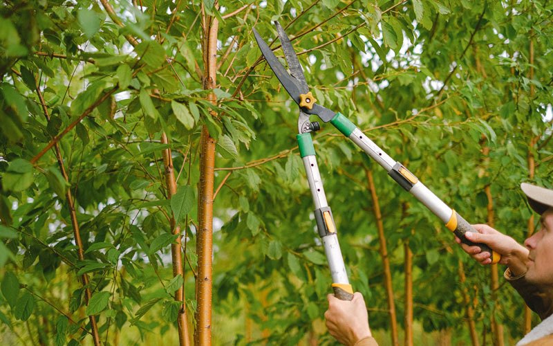 Tree trimming in Philippi, WV